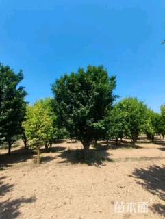 20公分西府海棠