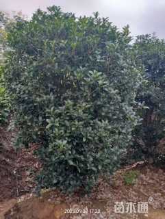 高度220厘米丛生桂花