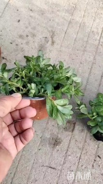 高度15厘米马齿苋