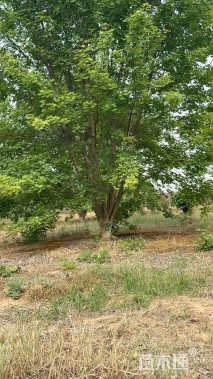 高度800厘米丛生元宝枫