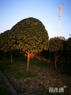 高度3厘米日香桂