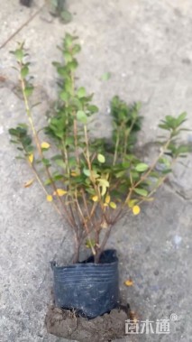 高度35厘米夏鹃