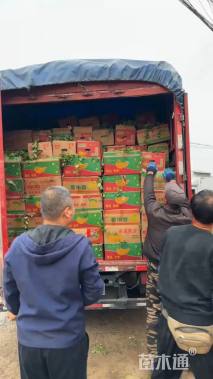 高度40厘米落新妇