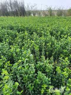 高度50厘米北海道黄杨