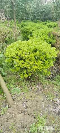 冠幅120厘米大叶黄杨球