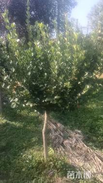 高度180厘米陕西卫矛