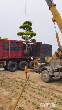 10公分造型金叶榆