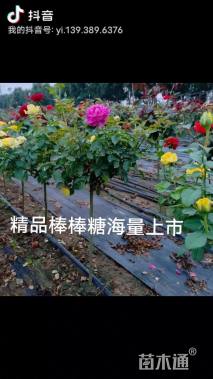 高度100厘米钻石月季