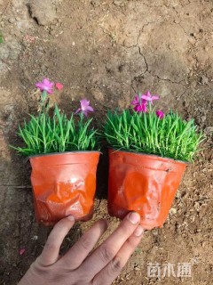 高度10厘米欧石竹