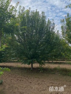 14公分绚丽海棠