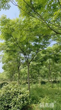 15公分栾树