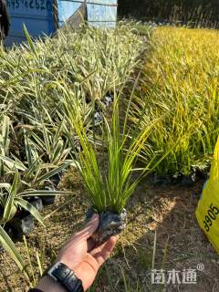 高度40厘米金叶石菖蒲