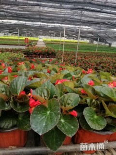 高度10厘米四季秋海棠