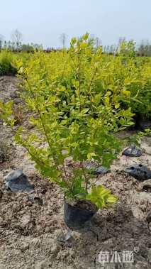 高度45厘米金叶女贞小苗