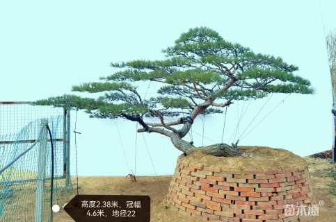 25公分造型黑松