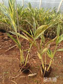 高度50厘米花叶良姜