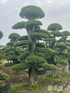 15公分造型榆树