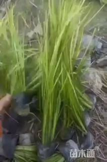 高度20厘米金叶石菖蒲