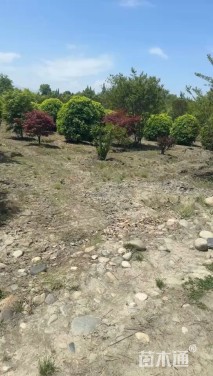 冠幅180厘米大叶黄杨球