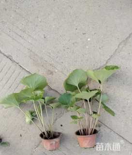 高度20厘米大吴风草