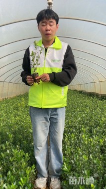 高度35厘米大叶黄杨