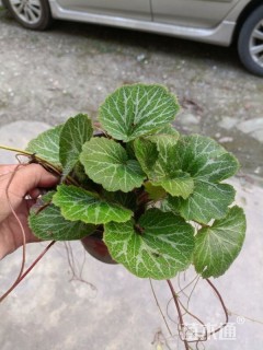 高度10厘米虎耳草