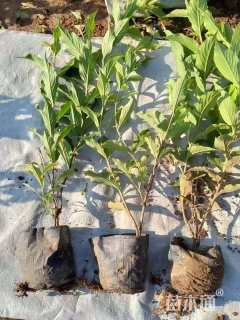 高度50厘米红王子锦带