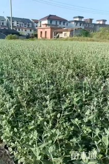 高度35厘米灌从石蚕