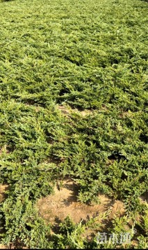 高度50厘米匍地柏