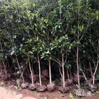 高度80厘米桂花小苗