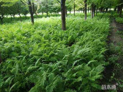 高度30厘米荚果蕨