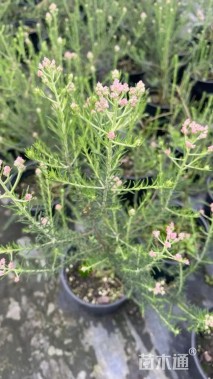 高度60厘米澳洲米花