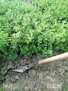 高度30厘米豆瓣黄杨