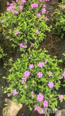 高度30厘米紫花马樱丹