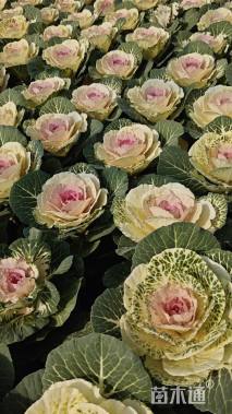 高度8厘米羽衣甘蓝