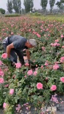 高度60厘米大花月季