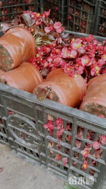 高度4厘米四季海棠