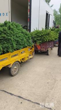 高度40厘米铺地柏