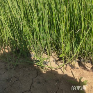 高度20厘米挺水植物-->木贼