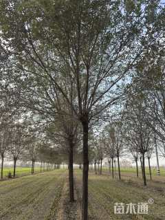 18公分榆树
