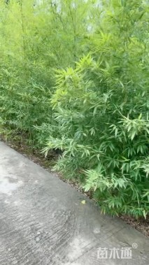 地栽苗罗汉竹