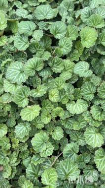 高度10厘米虎耳草