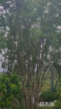 高度650厘米丛生国槐