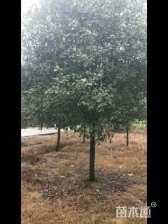 8公分高杆红叶石楠