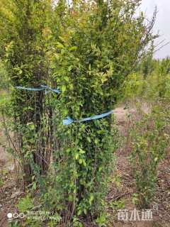 高度200厘米贴梗海棠