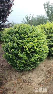 冠幅200厘米金叶女贞球