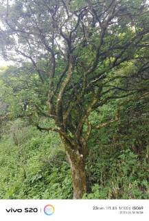 高度5000厘米卫矛