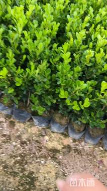 高度30厘米瓜子黄杨小苗