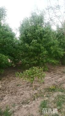 高度500厘米丛生五角枫