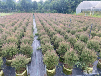 高度50厘米澳洲茶